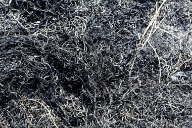 Doku kül yanmış çim dan yakından gösterilir