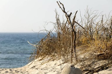 Sahilde, Kolobrzeg, Polonya Baltık Denizi'nin kumul Sandy yol açar. Dune üstünde tepe-in onu rüzgardan korumak birçok kuru dalı vardır.