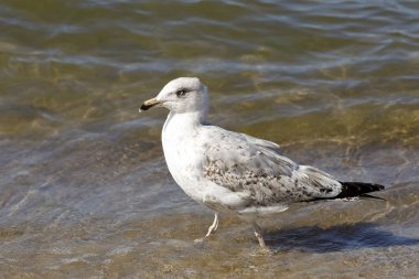 Martı sığ su sağ tarafından deniz kıyısında yürüme mesafesindedir. Bu-ebilmek var olmak seen Kolobrzeg Polonya Baltık Denizi kıyısında