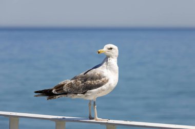 Martı bir korkuluk üzerinde duruyor ve çevresinde, görünüyor hangi Kolobrzeg Polonya Baltık Denizi kıyısındaki fark edildi