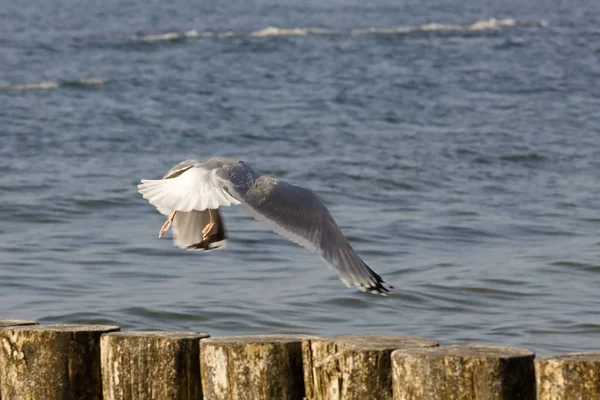 Uma Gaivota Solitária Está Voando Sobre Quebra Mar Madeira Que — Fotografia de Stock