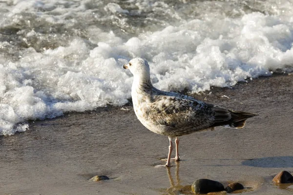 孤独なカモメは海に向かってビーチから見えます この表示は ポーランド コウォブジェクの晴れたバルト海のビーチで — ストック写真