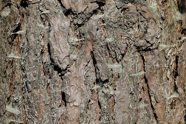 Kofferbak Van Een Oude Pijnboom Met Schors Waar Zich Verschillende — Stockfoto