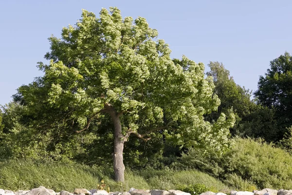 Arbre Caduc Sur Dune Par Temps Venteux Cela Peut Être — Photo