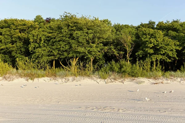 Dune Alberi Lungo Spiaggia Sabbiosa Sono Visti Alla Luce Del — Foto Stock