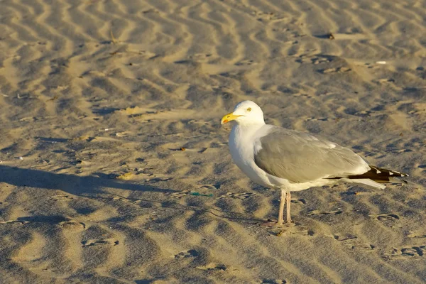 Batan güneşin ışığında deniz martı Kolobrzeg, Polonya sahilde yürümek