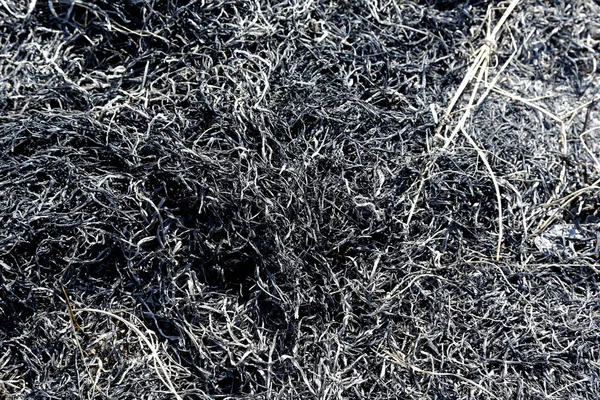 Texture Ash Burnt Grass Shown Close — Stock Photo, Image