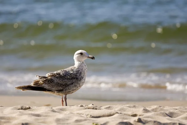 Riva Del Mare Gabbiano Solitario Polonia Kolobrzeg — Foto Stock