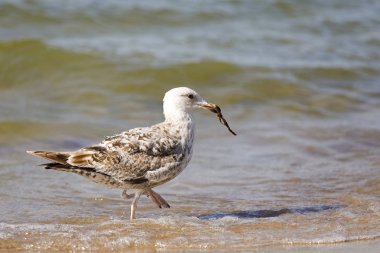 Martı gagası içinde yosun yakaladı. Kolobrzeg Polonya Baltık Denizi'nin sığ sularda bu