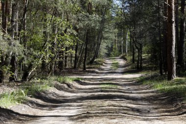 Bölge yollarının kesişmesi, yerel olarak Wilga denilen köyün yakınında bulunan çam ormanında görülür.