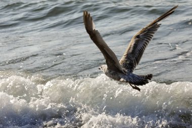 Uçuş Baltık Denizi'nin Kolobrzeg Lehçe sahilde deniz dalgası üzerinde martı