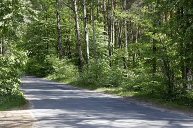 Hiçbir trafik ormandaki bir yol var. Bu yol Wilga yerel olarak adlandırılan köyün yer alır