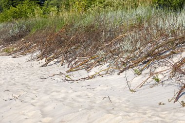 Bu dune kum dağıtmak rüzgardan korumak için yer alan dallar dune bu. Sahilde, Kolobrzeg, Polonya Baltık Denizi'nin olduğunu