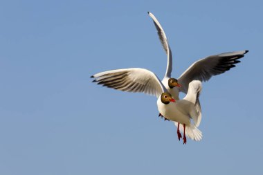 Uçuş mavi gökyüzü karşı iki martı. Bu sadece gökyüzü Kolobrzeg, Polonya olduğunu. Baltık kıyıları nerede kuşların çeşitli türler, martı gözlenen bir yerdir