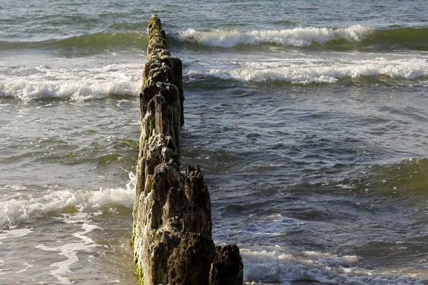 Пляж Защищен Деревянным Гройном Breakwater Reduces Sinister Impact Sea Waves — стоковое фото