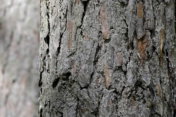 Kofferbak Van Oude Pijnboom Met Schors Creëert Natuurlijke Achtergrond — Stockfoto