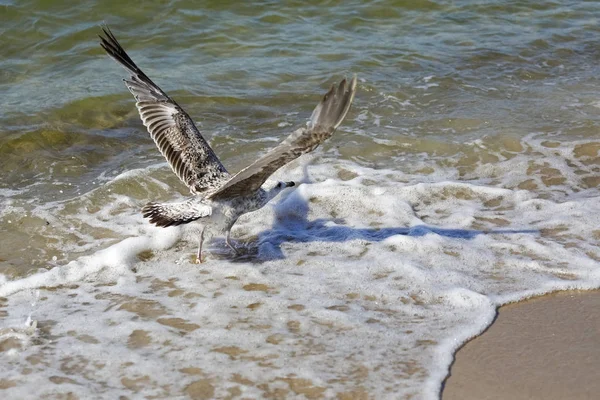 Seagull Going Take Flight Shallow Waters Baltic Sea Polish Beach — Stock Photo, Image