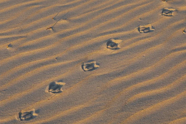 Der Sand Weist Spuren Der Möwe Auf Die Oberfläche Dieses — Stockfoto