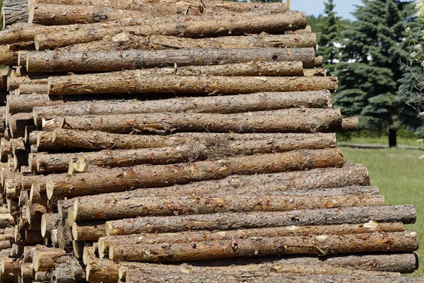 Dřevařský Průmysl Řezat Kmeny Stromů Které Jsou Uloženy Skladu Protokolů — Stock fotografie