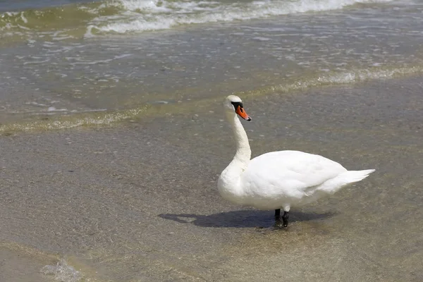 Bílá Labuť Zastavil Mělkých Vodách Pobřeží Baltského Moře Vidět Pláži — Stock fotografie