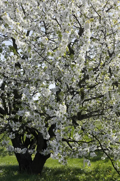 White flowers covers the fruit tree are visible in one of many orchards that can be seen in Poland.