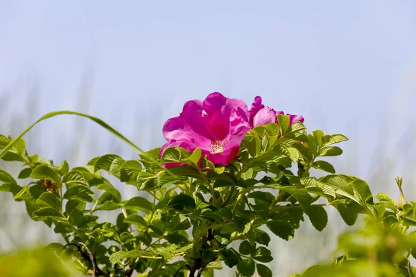 Divoká Růže Květiny Kvetly Kolobřeh Polsko — Stock fotografie