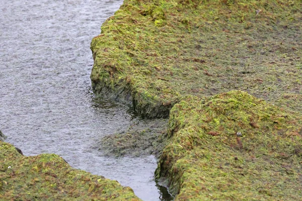 Una Gruesa Capa Algas Marinas Acumulado Costa Del Mar Báltico — Foto de Stock