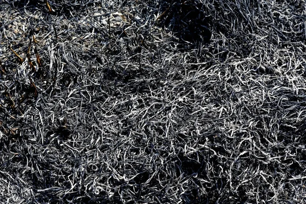 Ash Remaining Burnt Grass Shown Close — Stock Photo, Image