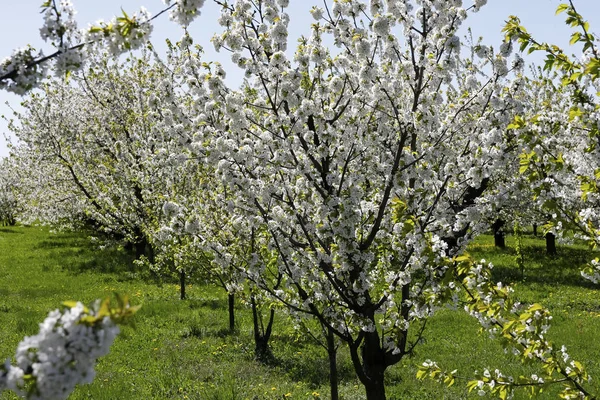 これらは 果物の木満開 このような美しい自然は ポーランドの多くの場所で春に賞賛されることができます — ストック写真