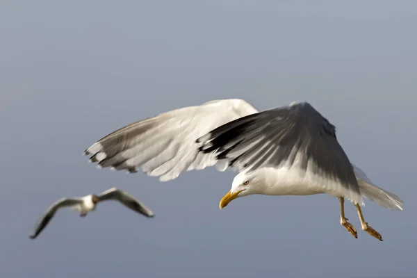 Due Gabbiani Volo Ciò Stato Osservato Sulle Acque Del Mar — Foto Stock