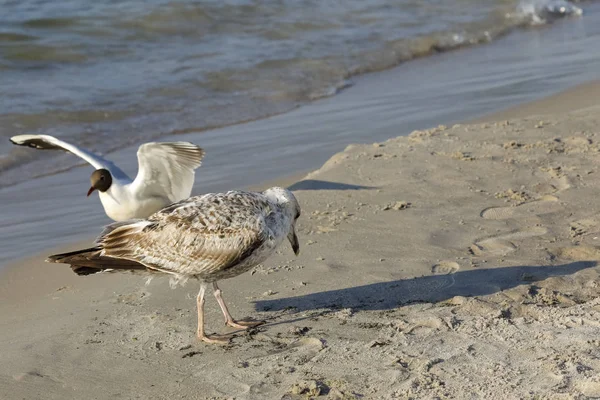 Two Seagulls Sandy Beach Coast Baltic Sea Kolobrzeg Poland — Stock Photo, Image