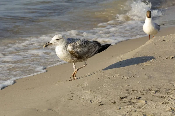 つのカモメの海岸線に沿ってビーチの上を歩きます このビューは コウォブジェクの晴れたバルト海のビーチで見られます バルト海沿岸はカモメなど な種類の鳥を観察できる場所です — ストック写真