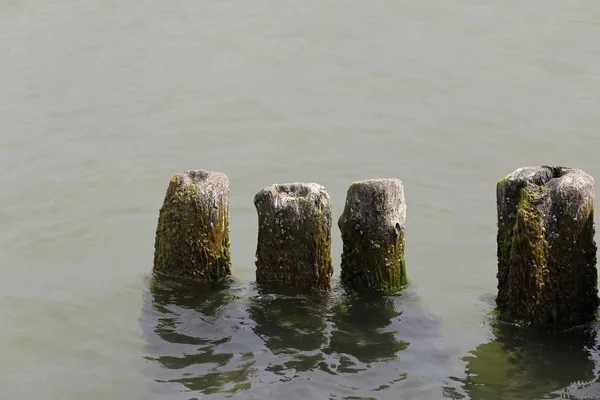 Weathered Wooden Groyne Waters Baltic Sea Seen Kolobrzeg Poland — Stock Photo, Image