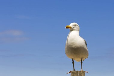 Ahşap direğe üst kısmında durdu, bir martı, şu anda orada duruyor ve Kolobrzeg, Polonya'da görünür etrafında görünüyor. 