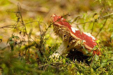 Kırmızı mantarı doğal yerinde büyür ve bir ormanda görülür