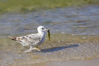 Deniz sahilinde sığ su üzerinde yürüyen bir martı yeşil algler gagasında tutar. Öyle bir kumsalı Kolobrzeg, Polonya