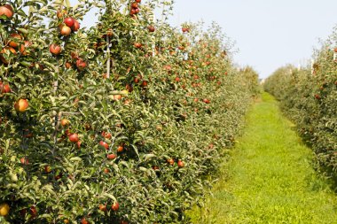 Elma bahçesi ile yol açar çimenli bir yol