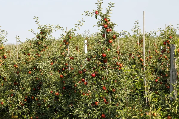 Elma ağaçlarının sadece hasat daha önce görüldüğü gibi üst üste