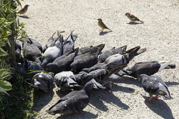 Group Pigeons Gathered One Place Feeding — Stock Photo, Image