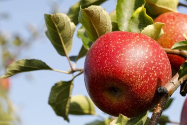 Dalda meyve bahçesinde bir olgun elma var