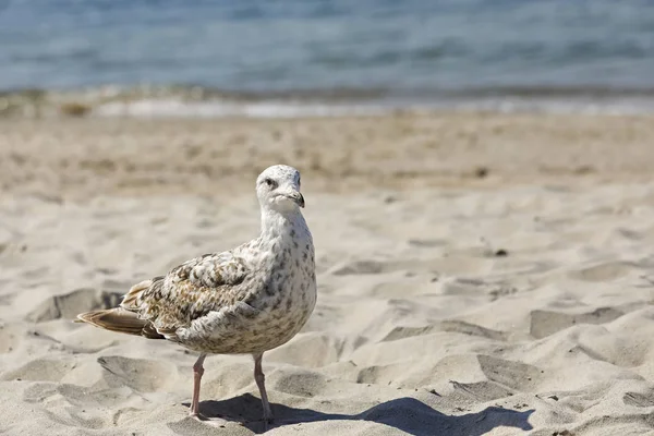 Gabbiano Solitario Sulla Sabbia Vicino Alla Riva Del Mare Una — Foto Stock