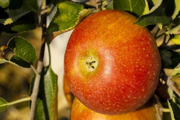 İşte bir elma ağacı kadar yakınından görebilirsiniz meyve