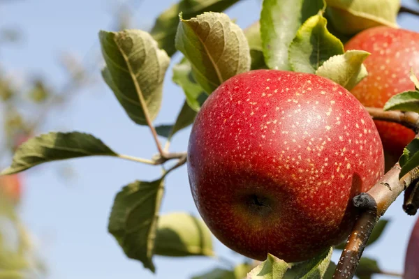 Dalda meyve bahçesinde bir olgun elma var