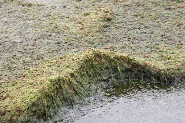 Una Gruesa Capa Algas Verdes Acumulado Costa Báltica Este Fenómeno — Foto de Stock