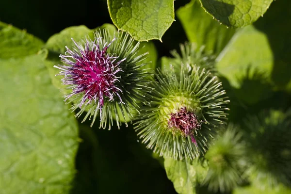 Fiori Cardo Natura Mostrato Sullo Sfondo Naturale Delle Sue Foglie — Foto Stock