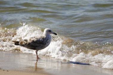 Kumsalda deniz sahile tarafından yalnız bir martı olduğunu. Öyle bir kumsalı Kolobrzeg, Polonya