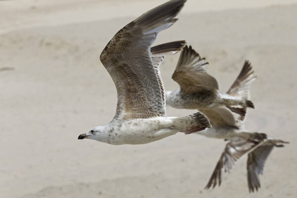 Several seagulls overflying the beach next to Baltic Sea coastline in Kolobrzeg in Poland