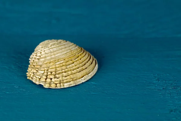 Uma Pequena Concha Mar Que Mostrado Contra Fundo Colorido — Fotografia de Stock