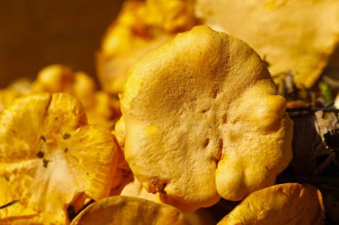 Az önce hasat taze Cantharellus cibarius mantar Grup