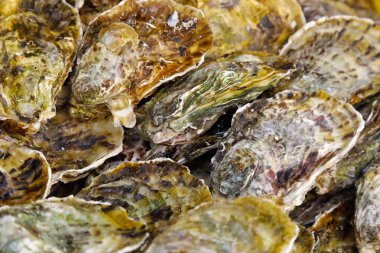 İstiridye yanında diğer her bir arka plan oluşturdu düzenlenmiş. 